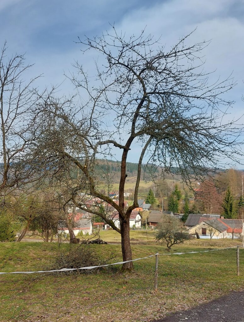 2024 řez jabloň u přípojky crop