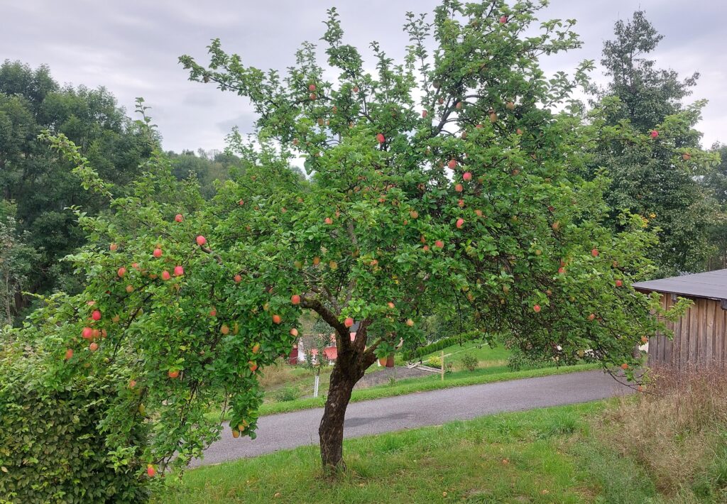 2024 soudečky crop