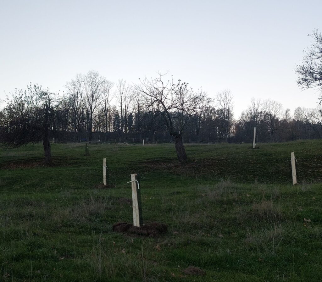 20241110 sázení crop